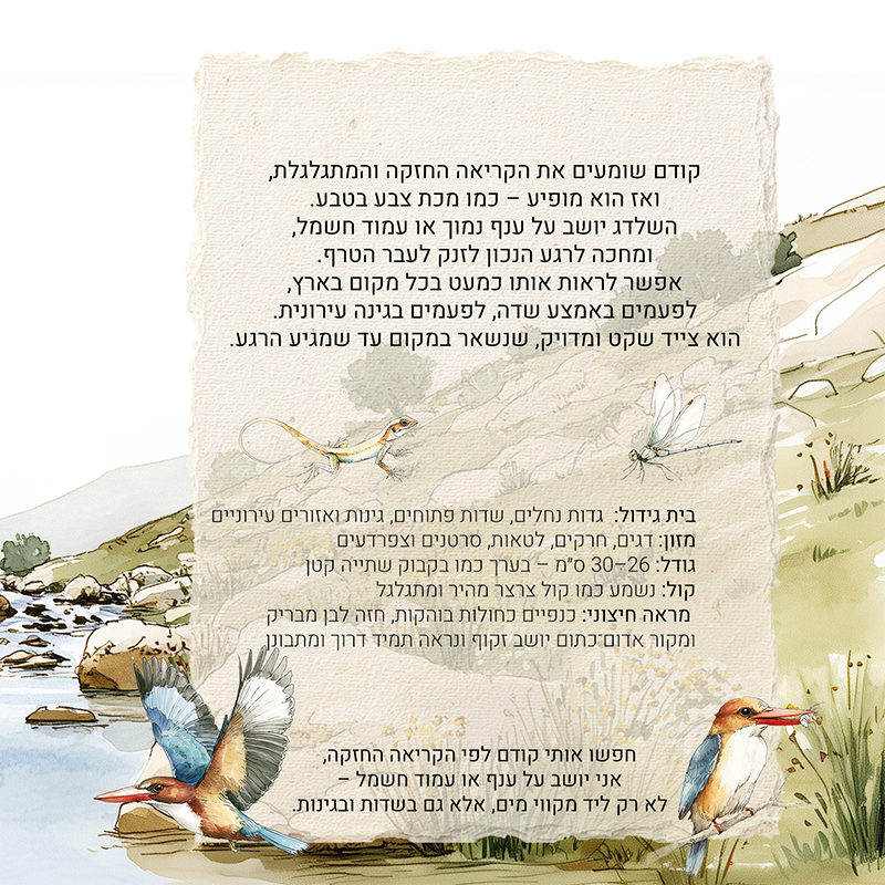 2שדלג לבן חזה