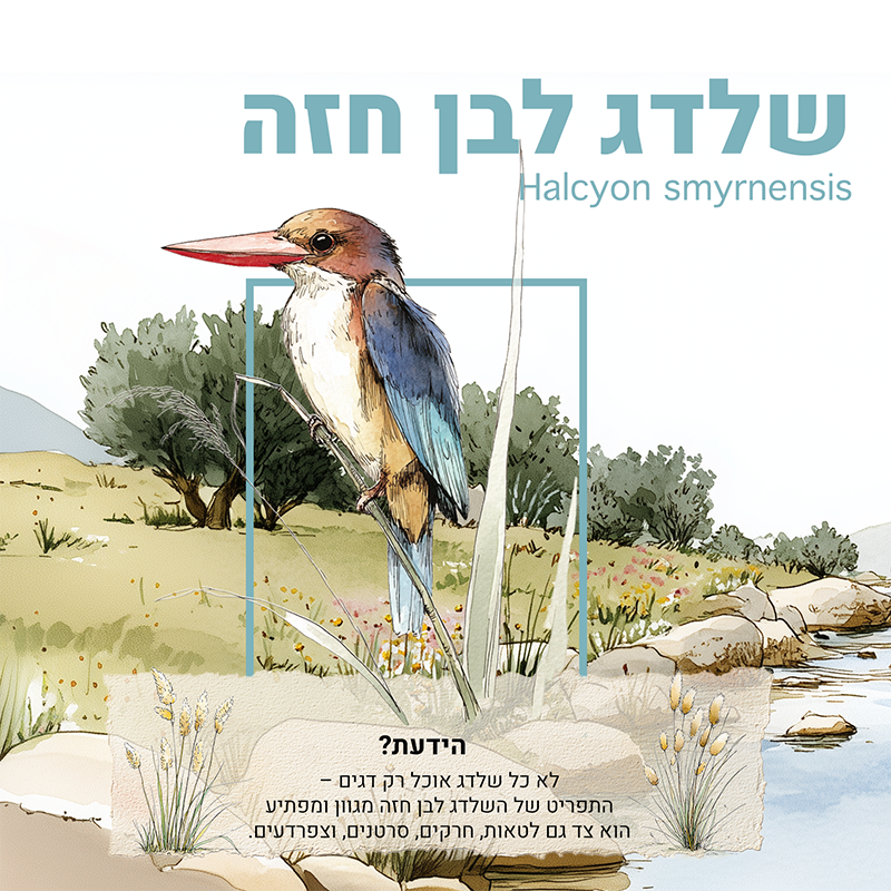 עמוד שדלג לבן חזה