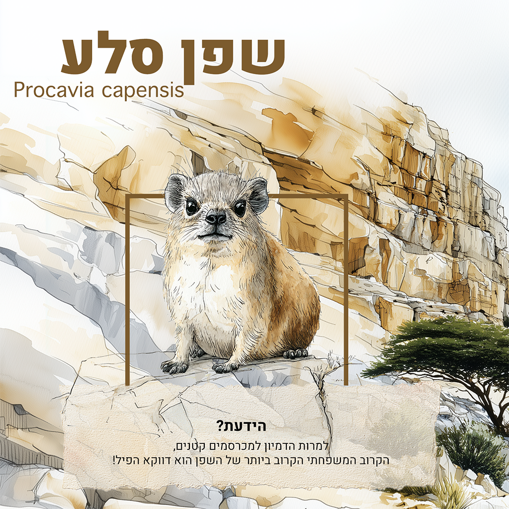 שפן סלע נוסף